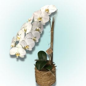 CASA PUEBLO Orquídea branca