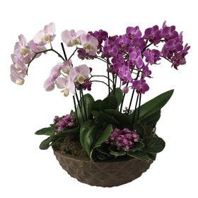 thumb-orquideas-plantadas-tres-marias-1