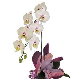 Orquideas phalaenópsis