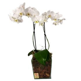Orquídea plantada Arraso